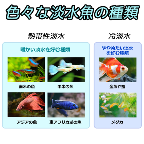 色々な淡水魚の種類