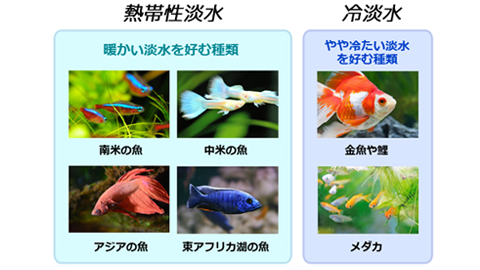 熱帯魚（生体）+水槽+飼育に使用している物品（現在お話中）
